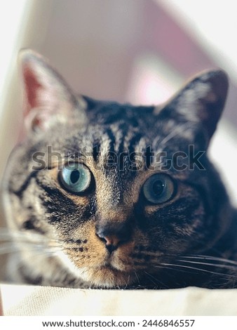 cat, Korean shorthair, photo, cat photo