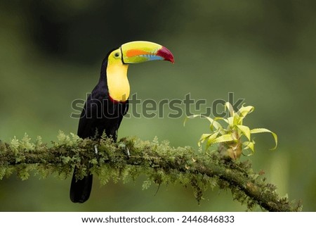 Toucan in the rainforest of Costa Rica 