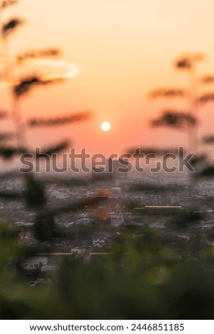 Cityscape scene at sunset. A tree stands in the foreground.