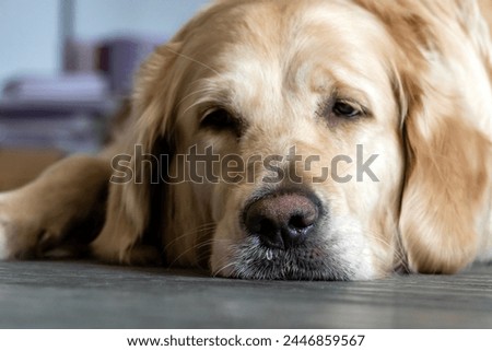 golden retriever dog lying sick and sad on the ground.cute lovely handsome white long hair young crossbreed dog looks like breed makes sad lonesome face portraits shot. golden retriever head Royalty-Free Stock Photo #2446859567