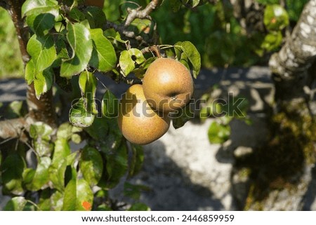Gellert's Butterbirne, variety of green pear fruit, captured on the tree among lush foliage. It is named Pyrus communis in Latin.  Royalty-Free Stock Photo #2446859959