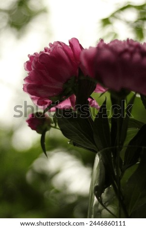 White and pink peonies in a transparent vase in summer