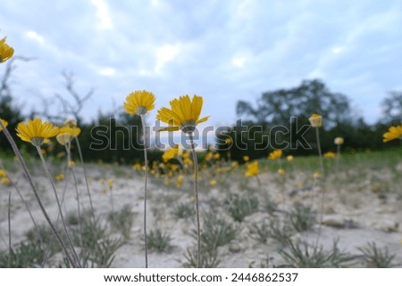Four-nerve daisy flowers in Texas spring landscape. Royalty-Free Stock Photo #2446862537