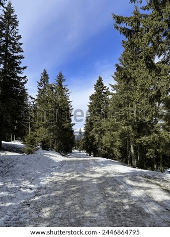 Snow covers a road surrounded by pine trees in a winter landscape. Vertical mobile photo. sstkvertical