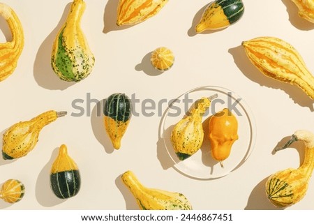 Assorted Mini Pumpkins as creative pattern, sunlight shadow, colorful selection of mini pumpkins and gourds, fall season still life photo, autumn aesthetic minimal style top view, autumnal vegetable