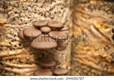 oyster mushrooms grow on a substrate made of sunflower husk, shallow depth of field