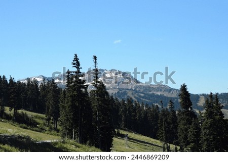 Lush trees along the trails of Whistler Blackcomb during the off-season on a sunny day in Whistler, British Columbia, Canada Royalty-Free Stock Photo #2446869209