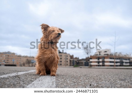 Low angle shot of a small light brown mixed-breed terrier-type dog sitting on the asphalt, lost in the street. It gazes into the horizon with the city in the background. The wind blows against it