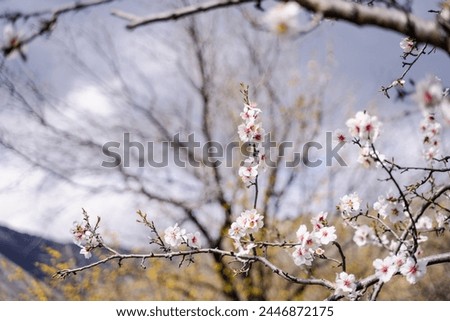Branch of white blossoming flowers on wild almond tree in early spring day, tree blossoms in the home garden, march and april floral nature, selective focus