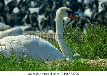 A mute swan (Cygnus olor, male) the bird incubates the clutch in a colony of seabirds. One nestling in nest. Baltic sea