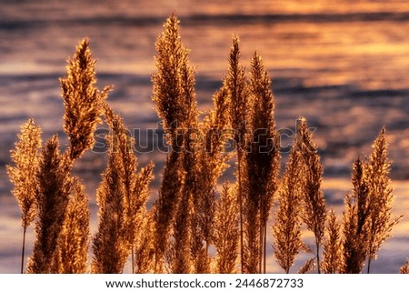 North-eastern European river after frosty winter. Ice began to melt, ice is saturated with meltwater. Morning sun colors ice surface, sunny path. Panicles of reed glow in rays of sun Royalty-Free Stock Photo #2446872733