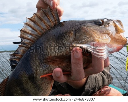 Trophy fishing. This European Perch (rivers perch) weighing 1.2 kilograms was caught spinning in the northern lake. Toothy mouth of a predatory fish Royalty-Free Stock Photo #2446873307