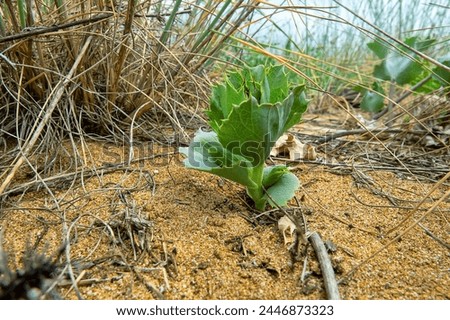Sea holly (Eryngium maritimum) on sandy beach in northern part of Black Sea, coastal vegetated dune, vegetative plant (renascent), Among the thickets of melur (Elymus) Royalty-Free Stock Photo #2446873323