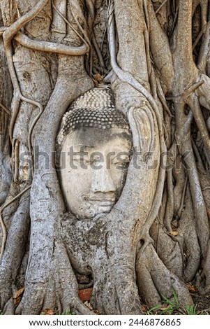 The famous Buddha face nestled in the roots of a tree in the Wat Mahathat temple, Ayutthaya, Thailand