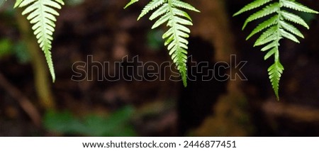 Banner for website, desktop, wallpaper, copy space for text and advertising, blank, empty, free space. Nature wallpaper. Tropical leaves texture 21:9. Green fern (Polypodiopsida)
