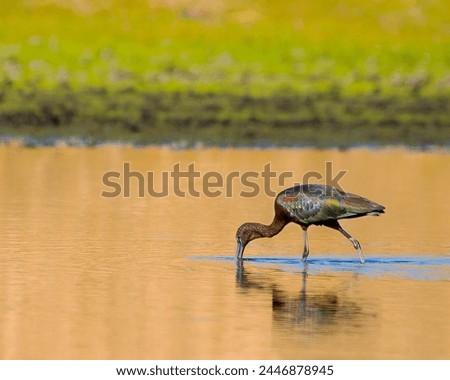 A glossy ibis, Plegadis falcinellus, with vibrant feathers wades in sunlit water in the Florida wetlands. Breeding plumage. Room for type. Royalty-Free Stock Photo #2446878945