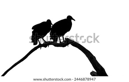 A high contrast image of two vultures on a branch. Blacks are pure black against a stark white background. Cut out illustration look. Room for type.