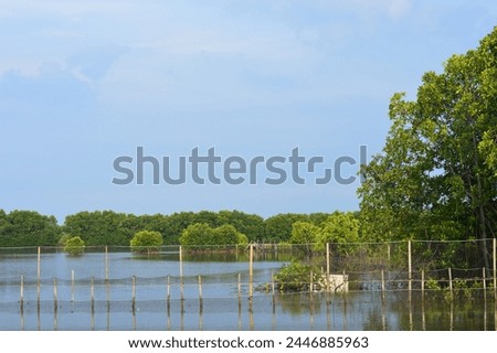 abstract nature background a net and slice bamboo within herbs tree mangrove on the ponds.sstk background 