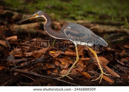 Close up picture of a Fasciated Tiger Heron bird from Tortuguero National Park in Costa Rica