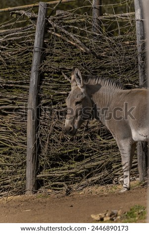A donkey stands by a fence made of branches