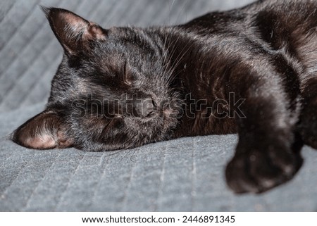a beautiful domestic black kitten sleeps sweetly on a gray checkered background. concept of caring for beloved pets. rest and healthy, sound sleep for a growing kitten
