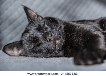 a beautiful domestic black kitten sleeps sweetly on a gray checkered background. concept of caring for beloved pets. rest and healthy, sound sleep for a growing kitten
