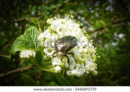 Green scarab beetle (Scarabaeidae) on flowers in spring

 Royalty-Free Stock Photo #2446893739