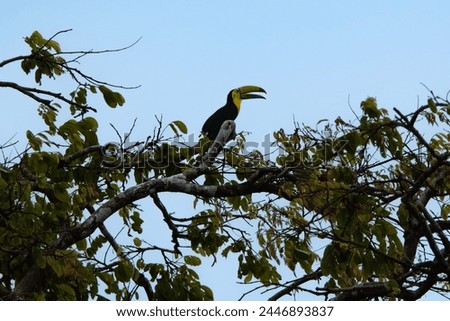 Beautiful picture of a Toucan bird in natural habitat in Costa Rica