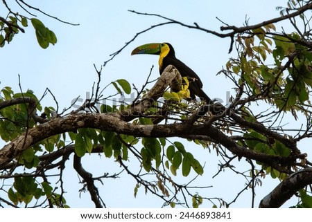 Beautiful picture of a Toucan bird in natural habitat in Costa Rica