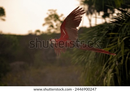 Beautiful picture of a Red-Green Macaw bird flying