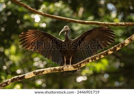 Beautiful picture of a green ibis drying her wings