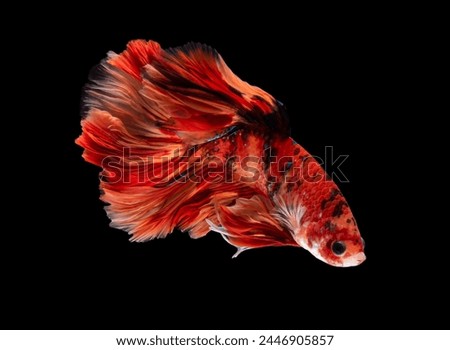 A red and black fish
