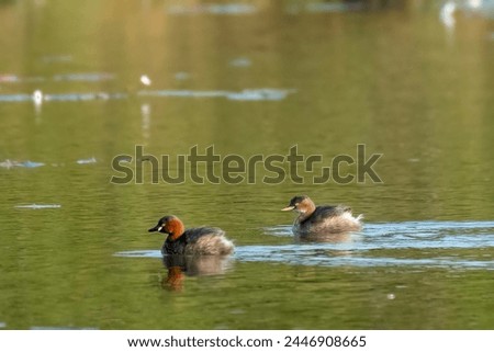 Little grebe swimming in the lake water