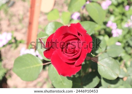 Beautiful Rose flower Picture in the  garden