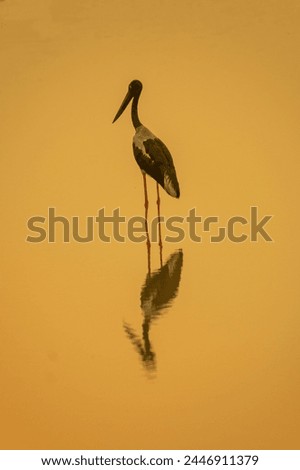 Black-necked stork in the water