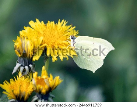 A Lemon Butterfly with closed wings is eating nectar from a dandelion flower. Bokeh effect in the background.