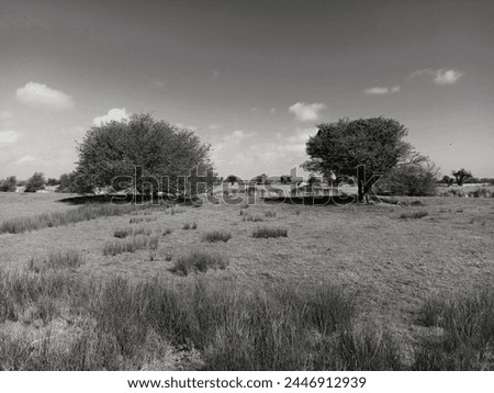 Trees and landscape with sky in black and white on the Pevensey levels East Sussex UK 7 April 2024
