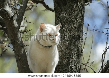 This image captures a serene moment as a white cat perches on a tree branch, its bushy tail curled gracefully around its body. Royalty-Free Stock Photo #2446915865