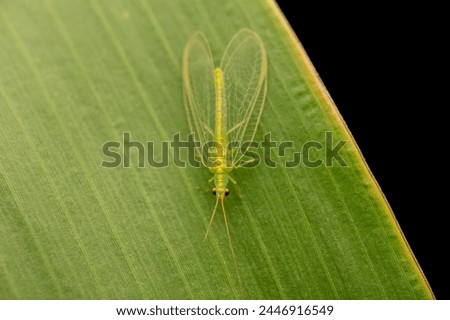 Green lacewing on the plant leaf of sugarcane. Lacewing is important insect for biological control of agricultural pest such as aphids and mites which damages the crops. Royalty-Free Stock Photo #2446916549