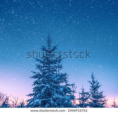 snowy pine style trees with a background and sky of stars in bluish color