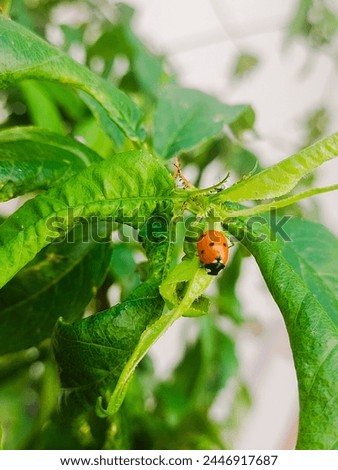 Natural ladybug pictures closeup green leaves 