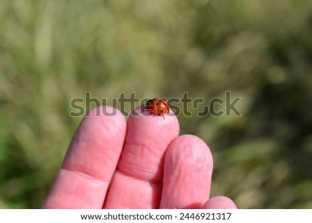 Beautiful bright colored ladybugs crawling across person's hand, getting ready for take off