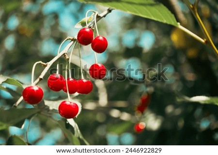 Ripe cherries on tree branches, highlighted by sunlight. Perfect for content related to summer, fruitful harvests, or natural foods advertisements. Royalty-Free Stock Photo #2446922829