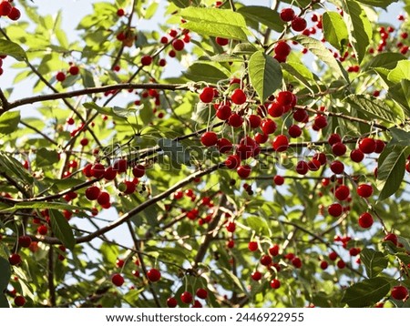 Bright red cherries dangle from their stems amidst lush green foliage, capturing the essence of a fruitful harvest season. Royalty-Free Stock Photo #2446922955
