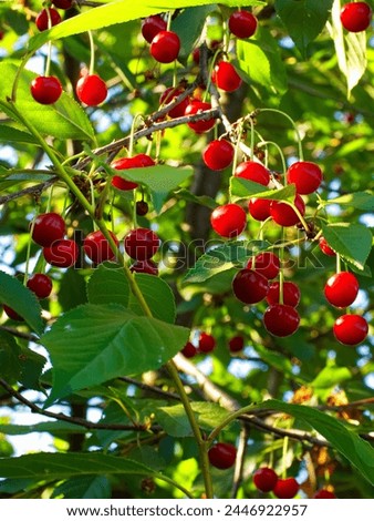 A vibrant image capturing ripe red cherries hanging from branches, surrounded by lush green leaves under bright sunlight, depicting a fruitful harvest. Royalty-Free Stock Photo #2446922957