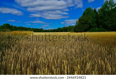 An amazing and colorful  landscape image on wheat field                             
