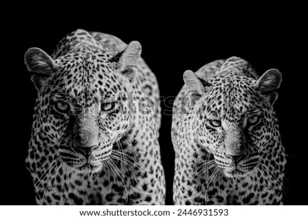 Two Cheetah Front Closeup Face On The Dark Background