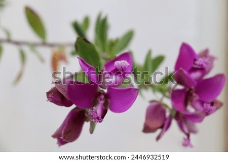 Polygala myrtifolia beautiful pink-purple flowers and is used in gardening. However, don't let the plant fool you - it's called the sweet pea bush and is poisonous to dogs, cats and horses.