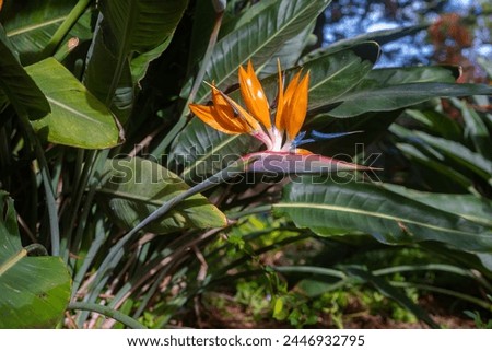 Orange bird of paradise flower on green leaves background. Strelitzia summer nature wallpaper. Orange flower with blue and purple elements. Exotic tropical flower