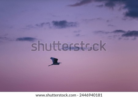 A majestic Great Egret soars through a sky tinged with hues of violet and blue, embodying grace and freedom against a breathtaking celestial canvas